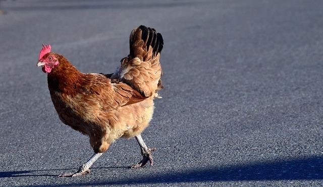 Chicken road casino, chicken road gambling game