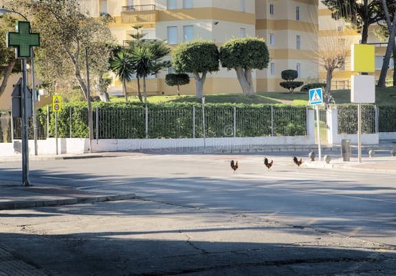 Introduction to chicken road game